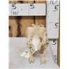 Image 4 : Professionally Articulated Armadillo Skelton Taxidermy