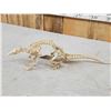 Image 5 : Professionally Articulated Armadillo Skelton Taxidermy