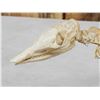 Image 6 : Professionally Articulated Armadillo Skelton Taxidermy