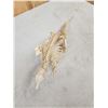 Image 8 : Professionally Articulated Armadillo Skelton Taxidermy