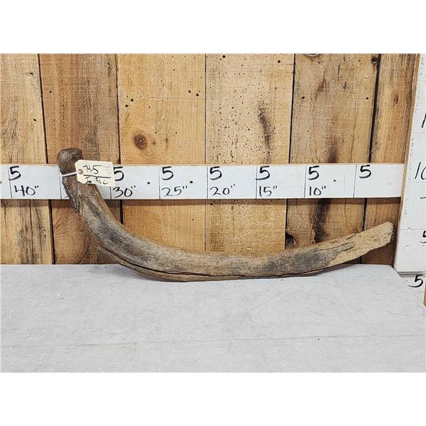 Woolly Mammoth Rib Bone Partially Fossilized