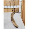 Image 2 : Woolly Mammoth Rib Bone Partially Fossilized
