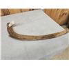 Image 3 : Woolly Mammoth Rib Bone Partially Fossilized