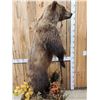 Image 10 : Nice Alaskan Interior Grizzly Bear Full Body Taxidermy Mount