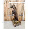 Image 11 : Nice Alaskan Interior Grizzly Bear Full Body Taxidermy Mount