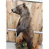 Image 12 : Nice Alaskan Interior Grizzly Bear Full Body Taxidermy Mount