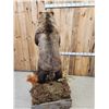 Image 13 : Nice Alaskan Interior Grizzly Bear Full Body Taxidermy Mount