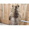 Image 14 : Nice Alaskan Interior Grizzly Bear Full Body Taxidermy Mount