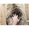 Image 15 : Nice Alaskan Interior Grizzly Bear Full Body Taxidermy Mount