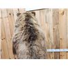 Image 16 : Nice Alaskan Interior Grizzly Bear Full Body Taxidermy Mount