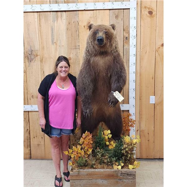 Nice Alaskan Interior Grizzly Bear Full Body Taxidermy Mount