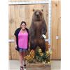 Image 1 : Nice Alaskan Interior Grizzly Bear Full Body Taxidermy Mount