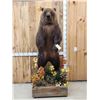 Image 2 : Nice Alaskan Interior Grizzly Bear Full Body Taxidermy Mount