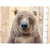 Image 3 : Nice Alaskan Interior Grizzly Bear Full Body Taxidermy Mount