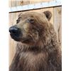 Image 4 : Nice Alaskan Interior Grizzly Bear Full Body Taxidermy Mount