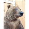 Image 5 : Nice Alaskan Interior Grizzly Bear Full Body Taxidermy Mount