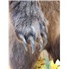 Image 6 : Nice Alaskan Interior Grizzly Bear Full Body Taxidermy Mount
