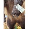 Image 7 : Nice Alaskan Interior Grizzly Bear Full Body Taxidermy Mount