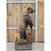 Image 8 : Nice Alaskan Interior Grizzly Bear Full Body Taxidermy Mount