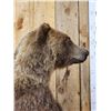 Image 9 : Nice Alaskan Interior Grizzly Bear Full Body Taxidermy Mount