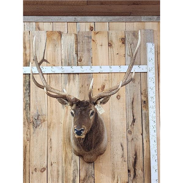 Nice 6x6 Elk Shoulder Mount Taxidermy