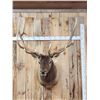 Image 1 : Nice 6x6 Elk Shoulder Mount Taxidermy