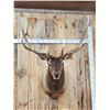 Image 2 : Nice 6x6 Elk Shoulder Mount Taxidermy