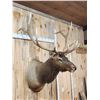 Image 3 : Nice 6x6 Elk Shoulder Mount Taxidermy