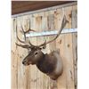 Image 4 : Nice 6x6 Elk Shoulder Mount Taxidermy
