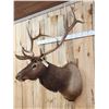 Image 5 : Nice 6x6 Elk Shoulder Mount Taxidermy