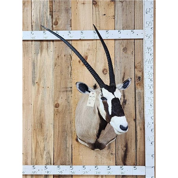 African Gemsbok Shoulder Mount Taxidermy