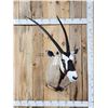 Image 1 : African Gemsbok Shoulder Mount Taxidermy