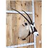 Image 2 : African Gemsbok Shoulder Mount Taxidermy