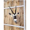 Image 3 : African Gemsbok Shoulder Mount Taxidermy