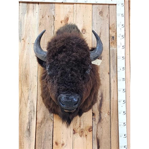 American Bison Buffalo Shoulder Mount Taxidermy