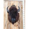 Image 1 : American Bison Buffalo Shoulder Mount Taxidermy