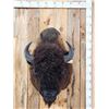 Image 2 : American Bison Buffalo Shoulder Mount Taxidermy