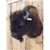 Image 3 : American Bison Buffalo Shoulder Mount Taxidermy
