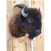 Image 4 : American Bison Buffalo Shoulder Mount Taxidermy