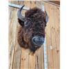 Image 5 : American Bison Buffalo Shoulder Mount Taxidermy
