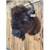 Image 6 : American Bison Buffalo Shoulder Mount Taxidermy
