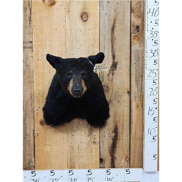 Black Bear Shoulder Mount Taxidermy