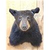Image 2 : Black Bear Shoulder Mount Taxidermy