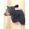 Image 3 : Black Bear Shoulder Mount Taxidermy