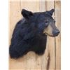 Image 4 : Black Bear Shoulder Mount Taxidermy