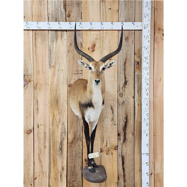 Extra Nice African Lechwe Half Body Taxidermy Mount