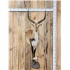 Image 1 : Extra Nice African Lechwe Half Body Taxidermy Mount