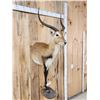 Image 2 : Extra Nice African Lechwe Half Body Taxidermy Mount