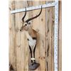 Image 3 : Extra Nice African Lechwe Half Body Taxidermy Mount