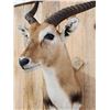 Image 4 : Extra Nice African Lechwe Half Body Taxidermy Mount